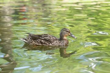 female waterfowl species of duck, common along atlantic coastal bays and river deltas, migrating to freshwater ponds and estuaries during the year, her oily plumage feathers waterproofing
