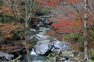 晩秋の瀬戸川渓谷　（高知県　土佐町）