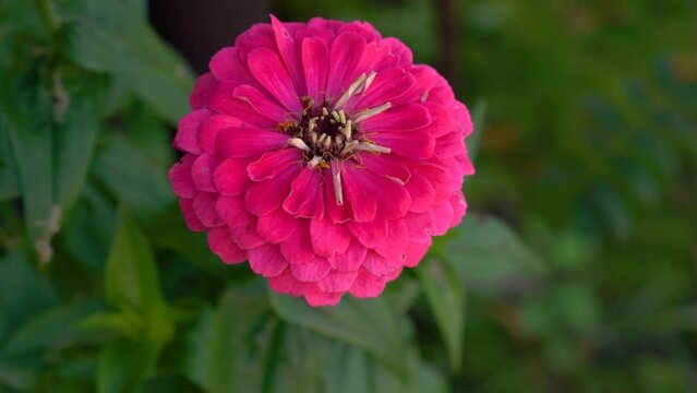 Close up of Zinnia flower in garden