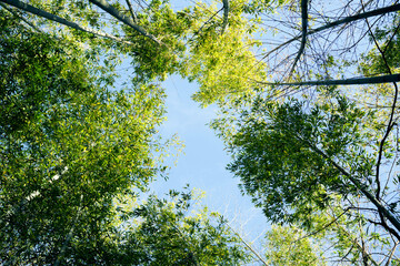 Bamboo forest background. Bamboo trees against the blue sky, view from below.