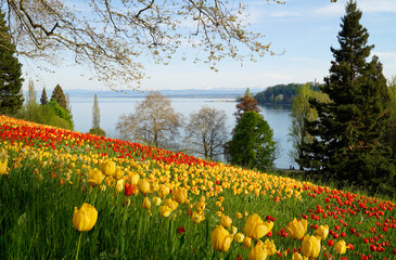 a lush spring meadow full of colorful tulips on Flower Island Mainau on a sunny April day with the...
