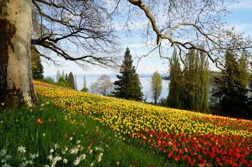 a lush spring meadow full of colorful tulips on Flower Island Mainau on a sunny April day with the German Alps in the background (lake Constance or Bodensee, Germany)