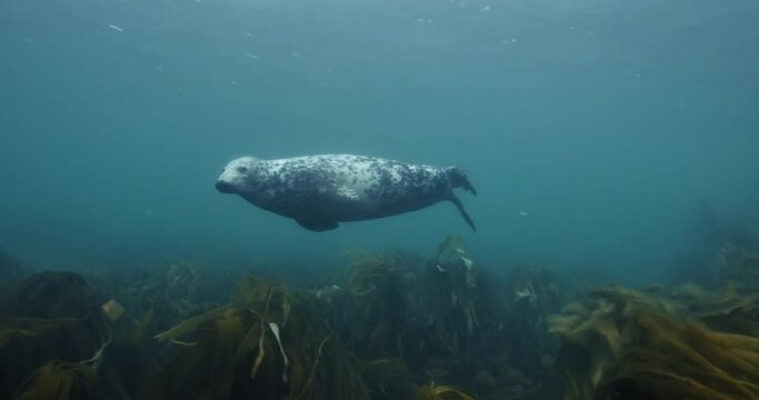 Gray seal swimming under the ocean