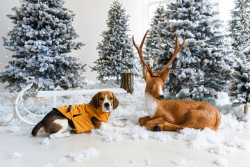 Beautiful beagle dog posing sits next to the Christmas tree. The beagle lies near the deer. Dog in the New Year atmosphere.