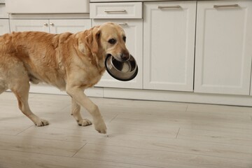 Cute hungry Labrador Retriever carrying empty feeding bowl in kitchen, space for text