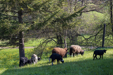 Sheep eating grass in a field