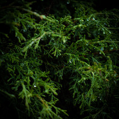 frozen water drops on tree