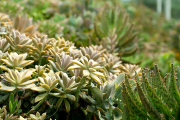 Beautiful succulents and cactus growing outdoors. Exotic plants