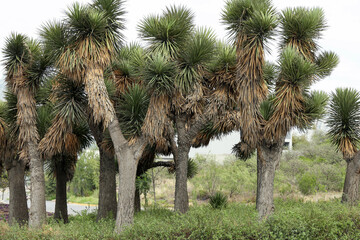 Many beautiful Joshua trees growing among lush green grass outdoors