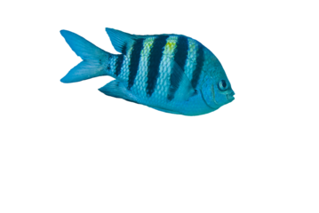 Wild sergeant major or píntano. Abudefduf saxatilis