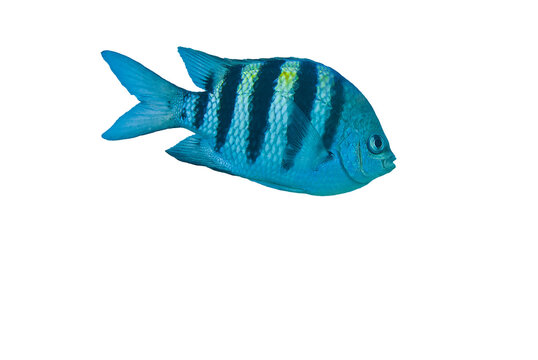 Wild sergeant major or p&iacute;ntano. Abudefduf saxatilis
