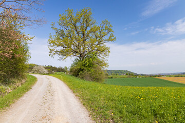 Fototapeta na wymiar Gravel road by a large tree in a green field with farm fields in the background in the German countryside