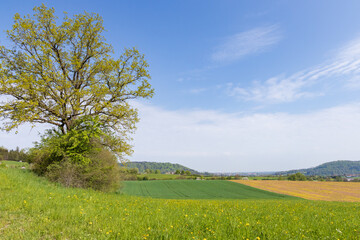 Large tree in a green field with farm fields in the background in the German countryside