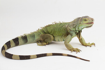 Big Green Iguana lizard isolated on a white background
