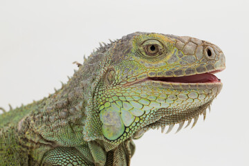 Big Green Iguana lizard isolated on a white background
