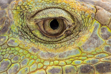 Naklejka premium Big Green Iguana lizard isolated on a white background 