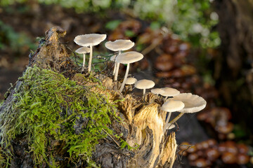 Nahaufnahme filigraner Pilze auf einem Baumstumpf im Wald. Diese faszinierende Kreaturen der Natur,...