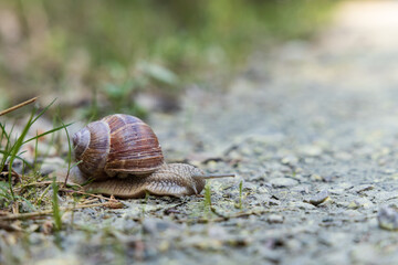 Brown snail on the ground