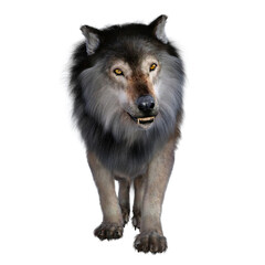 Fototapeta premium Dire Wolf Growling - The carnivorous Dire Wolf lived in North and South America during the Pleistocene Period.