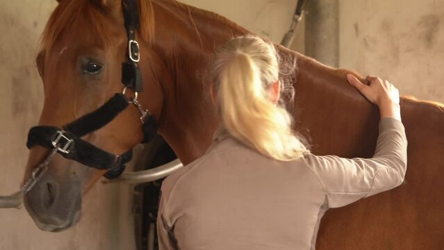 Dressage Rider Showing Love And Care To A Danish Warmblood Sport Horse