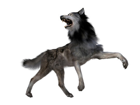 Dire Wolf Aggression - The carnivorous Dire Wolf lived in North and South America during the Pleistocene Period.