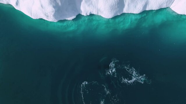 whales resting behind the icebergs from aerial view