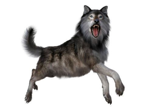 Dire Wolf Leaping - The carnivorous Dire Wolf lived in North and South America during the Pleistocene Period.