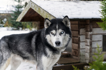 Husky with a blue eye near his booth in winter.