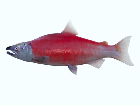 Sockeye Salmon - Living in the Northern Pacific ocean the Red Sockeye salmon fish live in schools and mate in rivers.