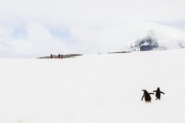 Adorable penguins walking towards on an Antarctic glacier towards a mountain hidden behind clouds © Freego/Wirestock Creators
