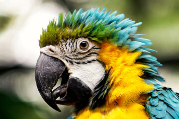 Guacamaya