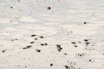 Colony of tiny mud crab species in the shallow brackish water at low tide