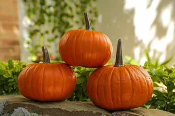 Many whole ripe pumpkins on stone curb outdoors