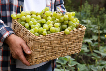 Farmer holding wicker basket with ripe grapes in vineyard, closeup