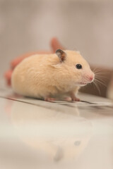 A peach-colored hamster runs across the mirrored table.