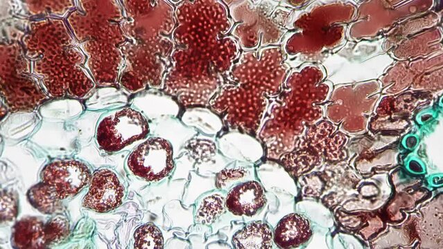 Pinus leaf in cross cut filmed under microscope with 400x times magnification against bright field. Needle of conifer tree in transversal section for education at school. Learning the flora structure.