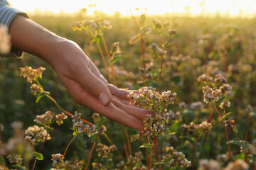 Woman in beautiful blossoming buckwheat field, closeup