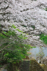 嬉野温泉街の桜「塩田川付近」