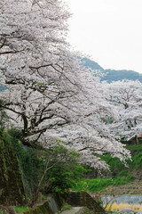嬉野温泉街の桜「塩田川付近」