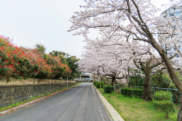 嬉野温泉街の桜「塩田川付近」