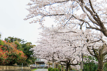 嬉野温泉街の桜「塩田川付近」
