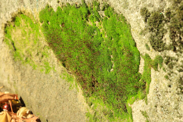 Textured wall with green moss outdoors, closeup