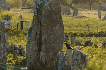 Miles long megalithic stones alignment on green meadow in Carnac, Brittany, France