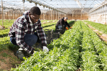 African american male gardener during harvesting of arugula in hothouse, man on background