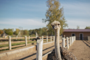 Ostrich on sunny day at an ostrich farm
