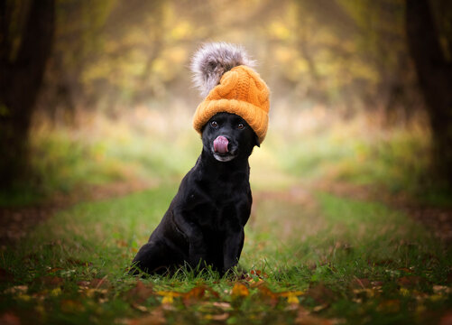 Patterdale terrier. Autumn portrait of a terrier. Helloween