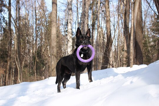 Black shepherd with a puller in the forest