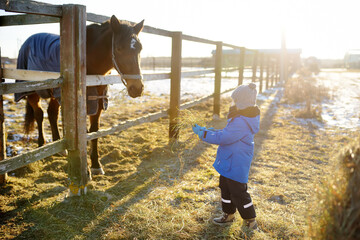 A child is having fun on a farm with animals on winter day. A little boy is stroking a donkey. Kids and animals. Entertainment for children on school holidays.