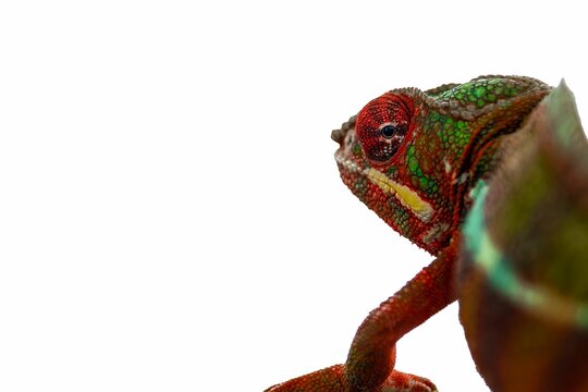 Closeup Shot Of A Red Beautiful Chameleon Isolated On A White Background