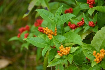 Japanese sarcandra berries. Chloranthaceae evergreen shrub. It grows in partial shade and the berries ripen red from November to January. There are also yellow berry varieties.